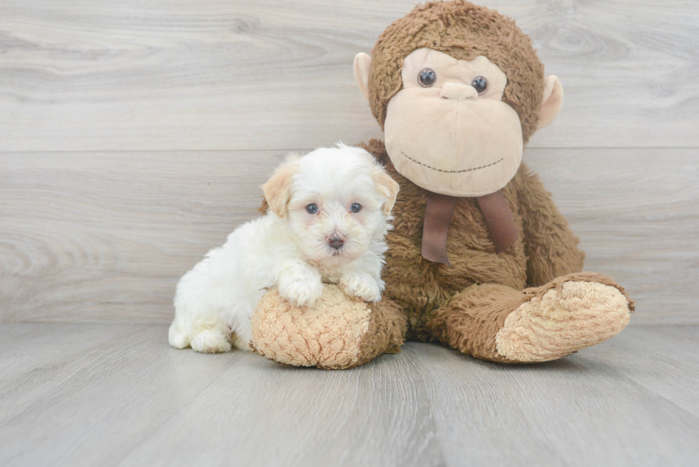 Funny Maltipoo Poodle Mix Pup