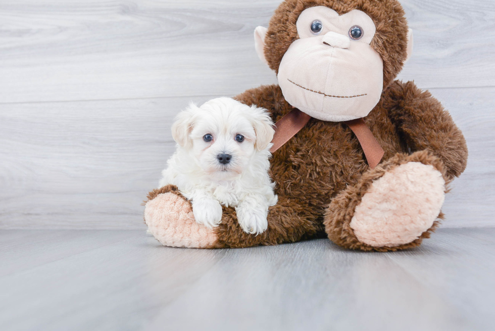 Petite Maltipoo Poodle Mix Pup