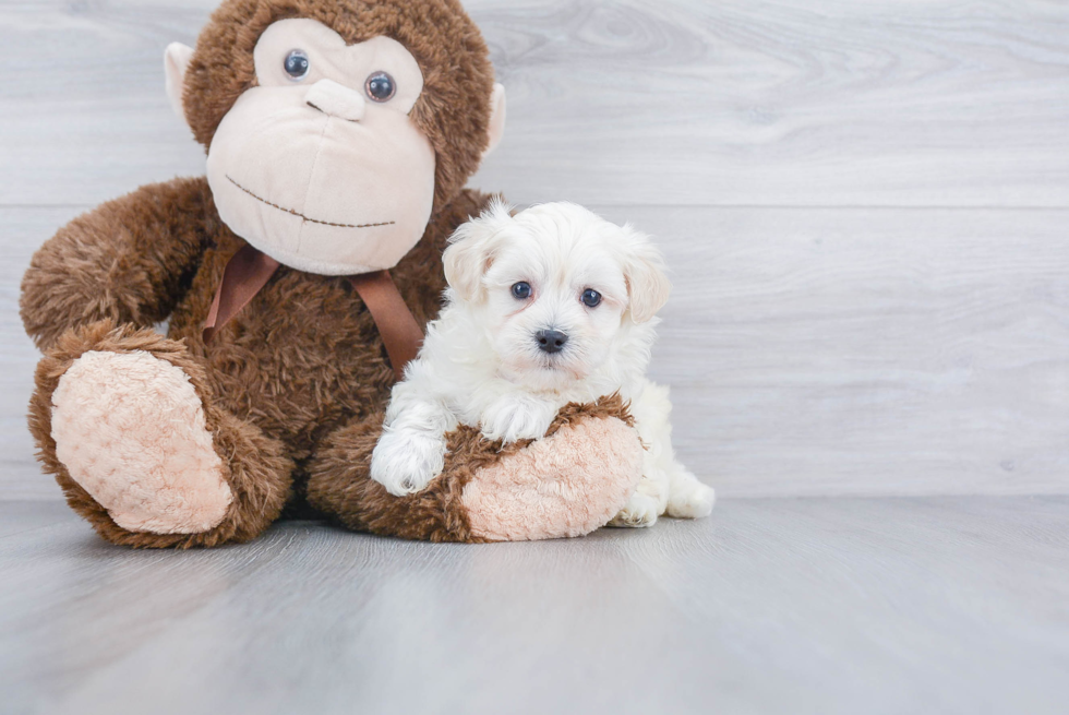 Best Maltipoo Baby