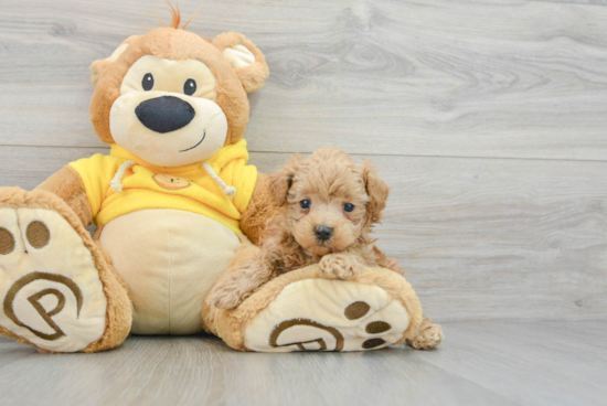 Maltipoo Pup Being Cute