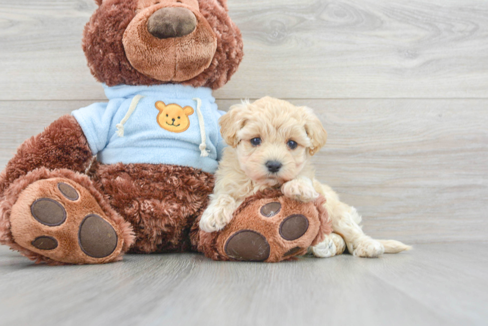 Fluffy Maltipoo Poodle Mix Pup