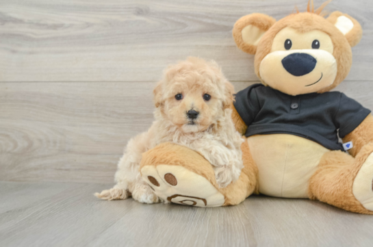 Maltipoo Pup Being Cute