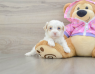 7 week old Maltipoo Puppy For Sale - Premier Pups