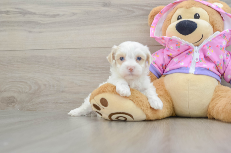5 week old Maltipoo Puppy For Sale - Premier Pups