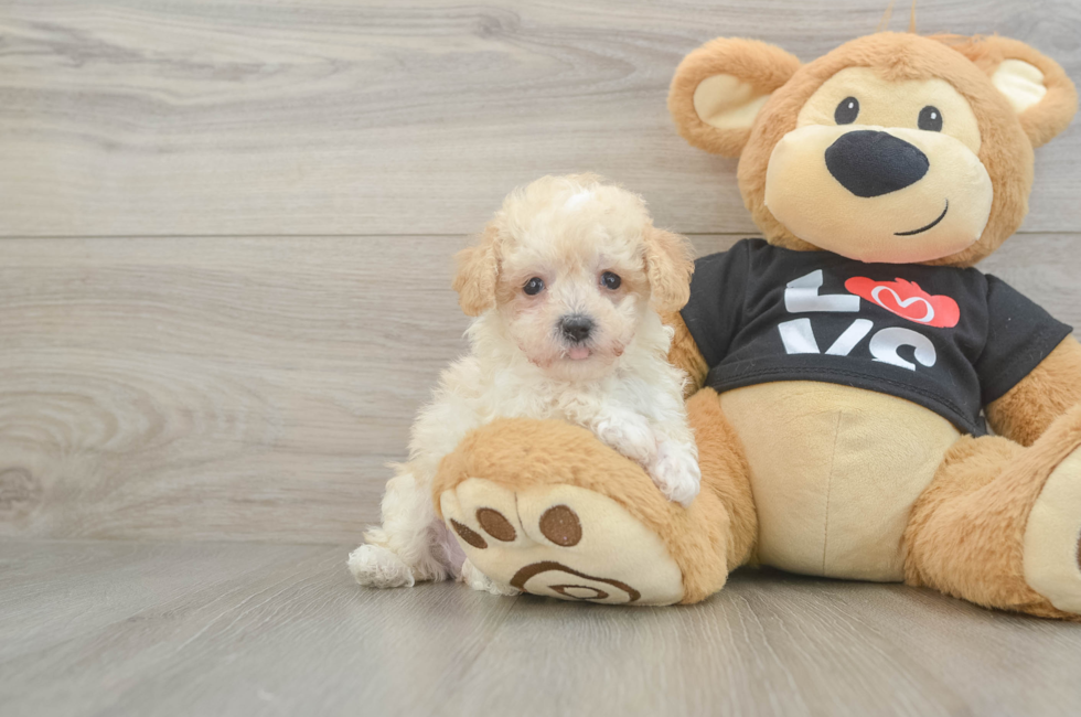 6 week old Maltipoo Puppy For Sale - Premier Pups