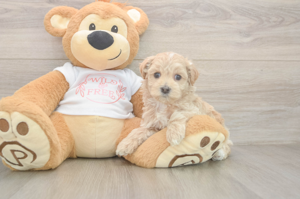 5 week old Maltipoo Puppy For Sale - Premier Pups