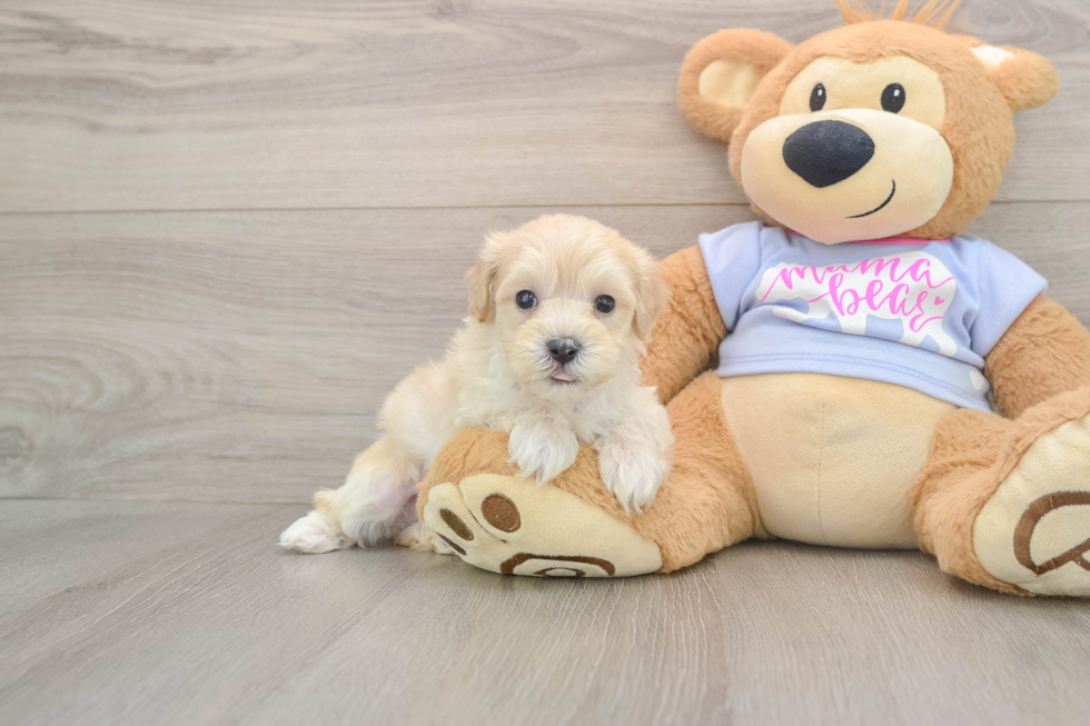 Maltipoo Pup Being Cute