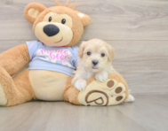 9 week old Maltipoo Puppy For Sale - Premier Pups
