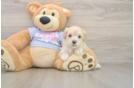 Smart Maltipoo Poodle Mix Pup