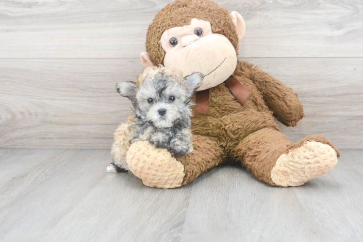 Playful Maltepoo Poodle Mix Puppy