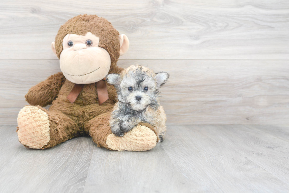 Maltipoo Pup Being Cute