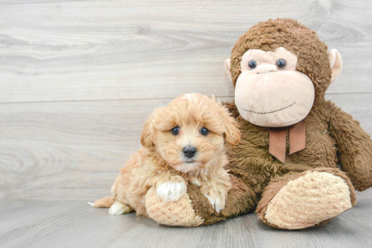 Best Maltipoo Baby