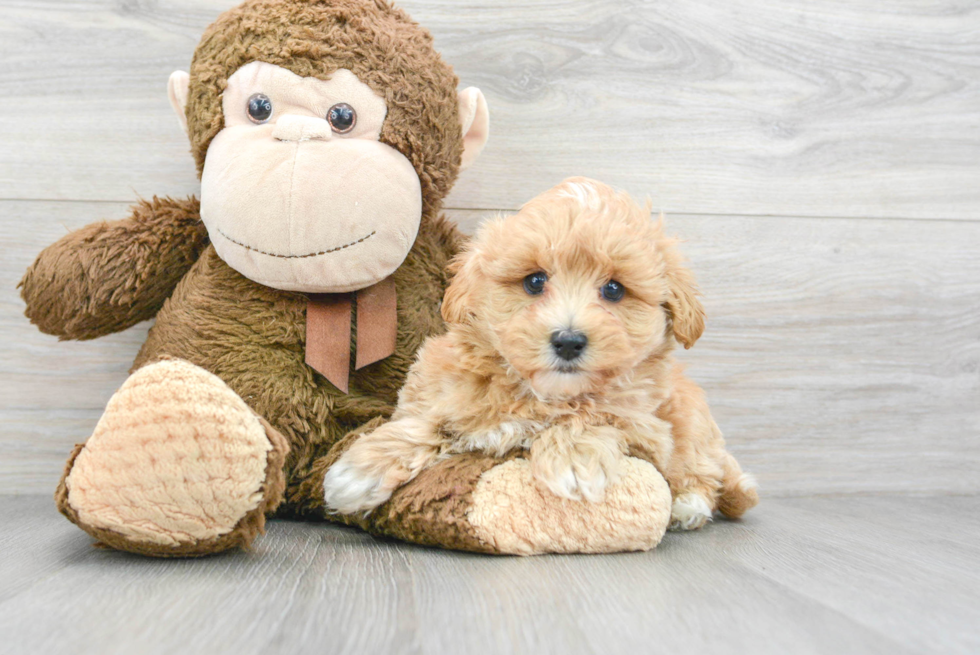 Playful Maltepoo Poodle Mix Puppy