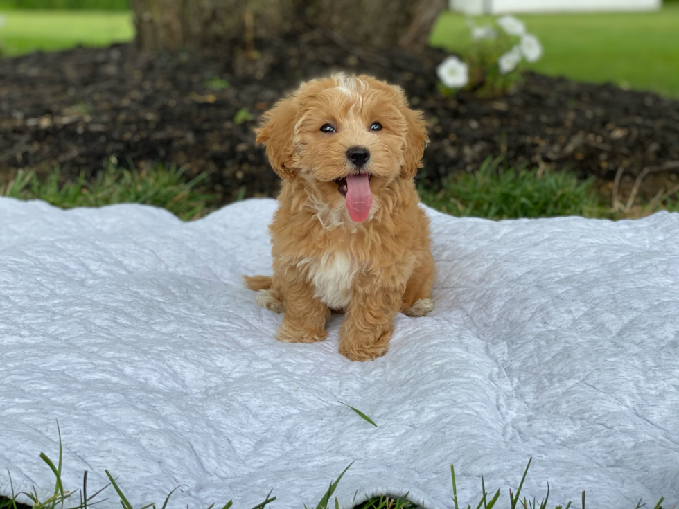 Maltipoo Pup Being Cute