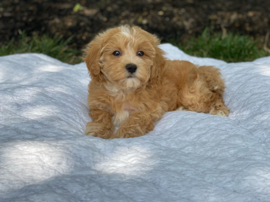 Best Maltipoo Baby