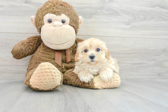 Maltipoo Pup Being Cute