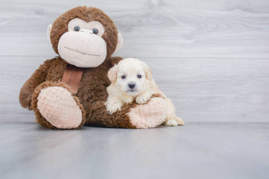 Friendly Maltipoo Baby