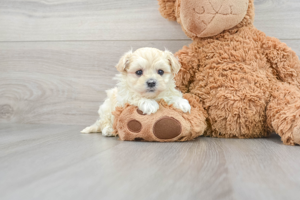 Maltipoo Pup Being Cute