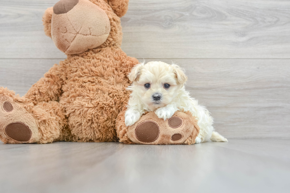 Maltipoo Pup Being Cute