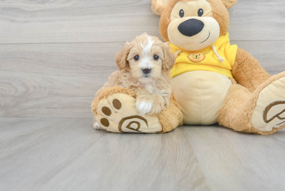 Maltipoo Pup Being Cute