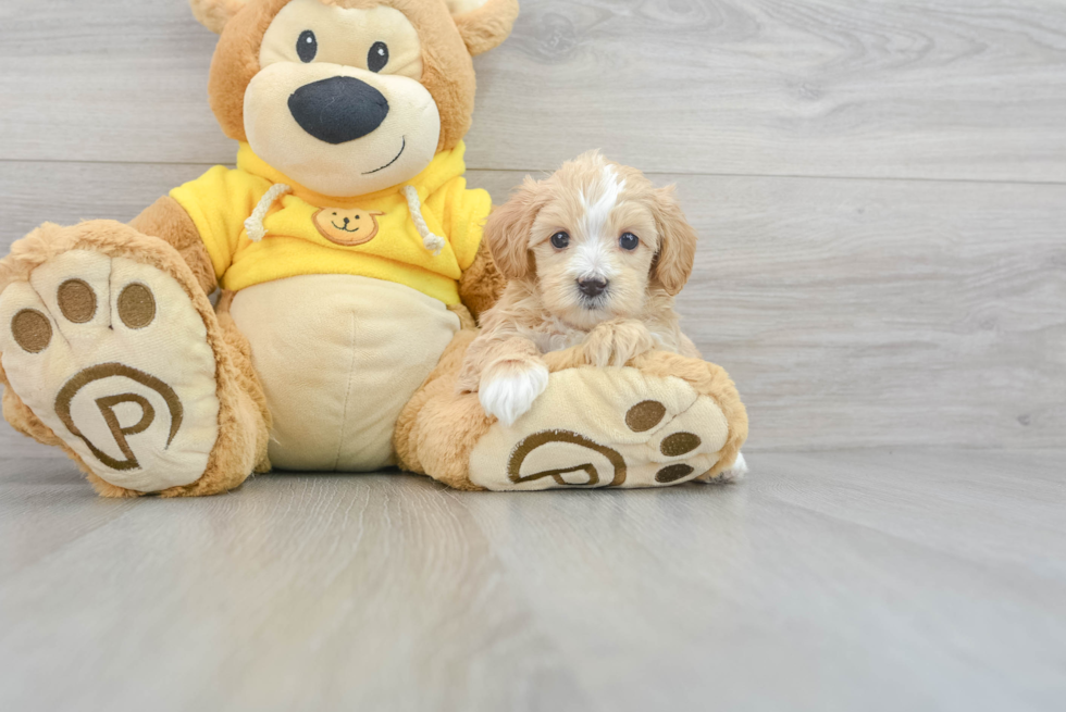 Maltipoo Pup Being Cute