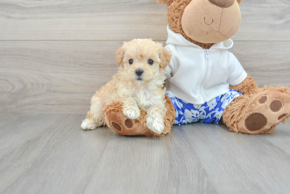 Maltipoo Pup Being Cute