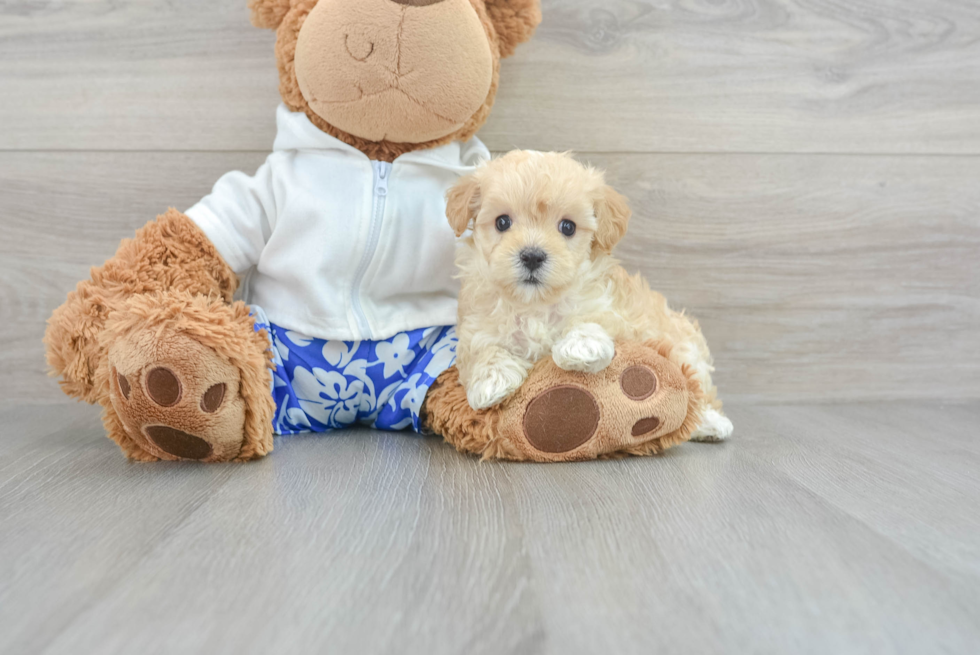 Maltipoo Pup Being Cute