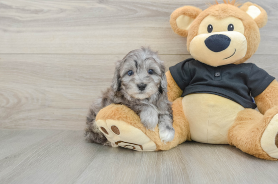 Happy Maltipoo Baby