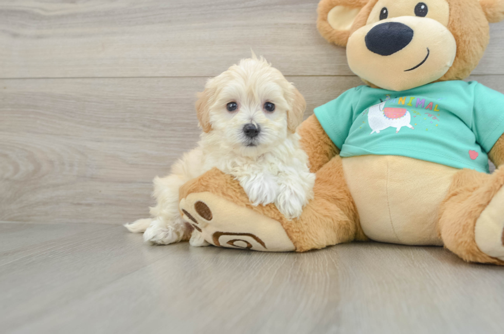 5 week old Maltipoo Puppy For Sale - Premier Pups