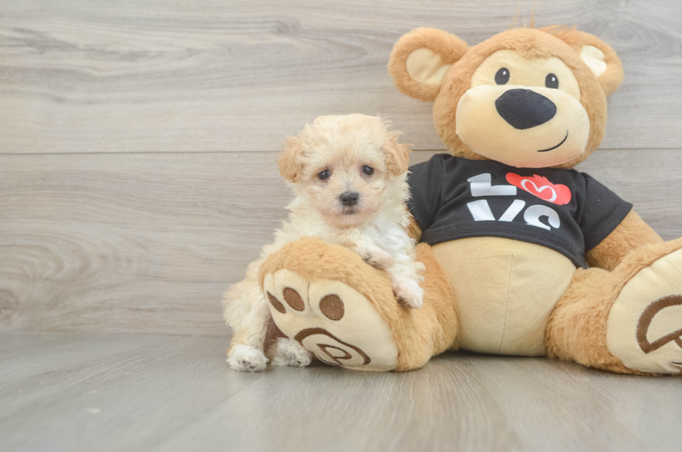 6 week old Maltipoo Puppy For Sale - Premier Pups