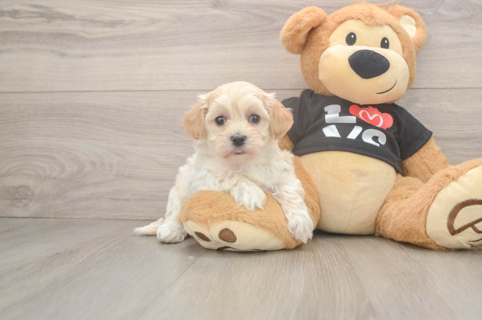 7 week old Maltipoo Puppy For Sale - Premier Pups