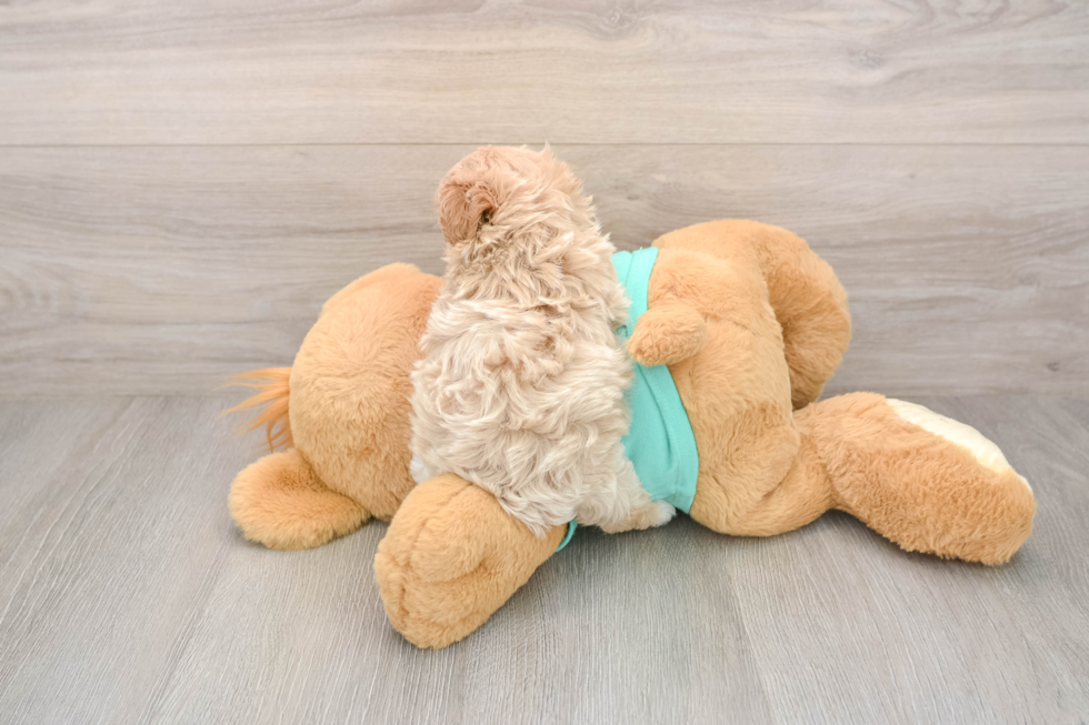 Maltipoo Puppy for Adoption