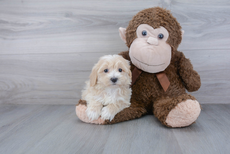 Petite Maltipoo Poodle Mix Pup