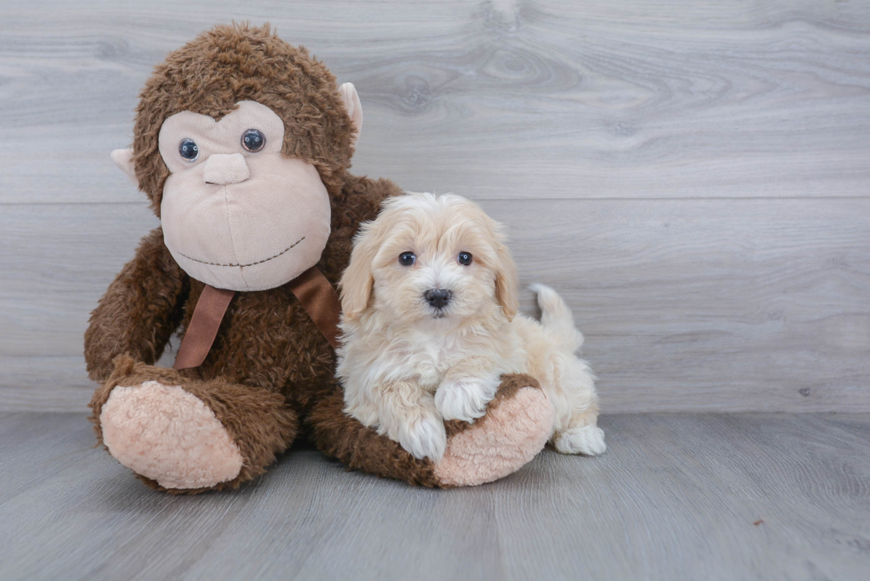 Maltipoo Puppy for Adoption