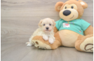 Maltipoo Puppy for Adoption