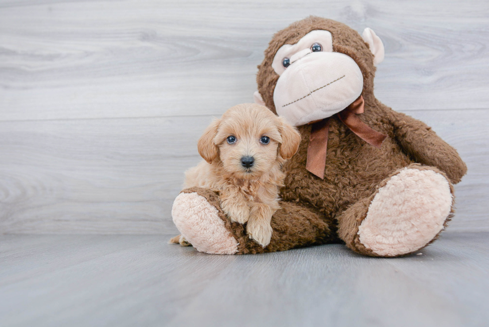 Cute Maltipoo Baby