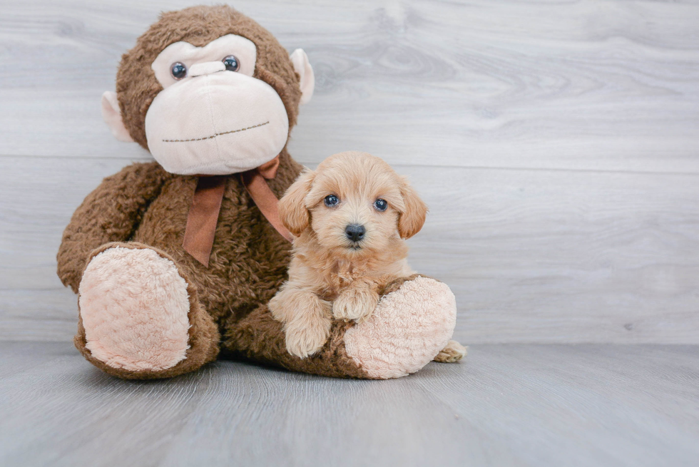 Maltipoo Pup Being Cute