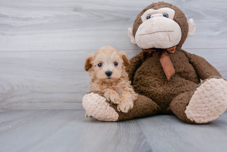 Best Maltipoo Baby