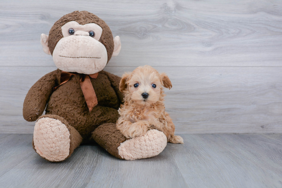 Friendly Maltipoo Baby