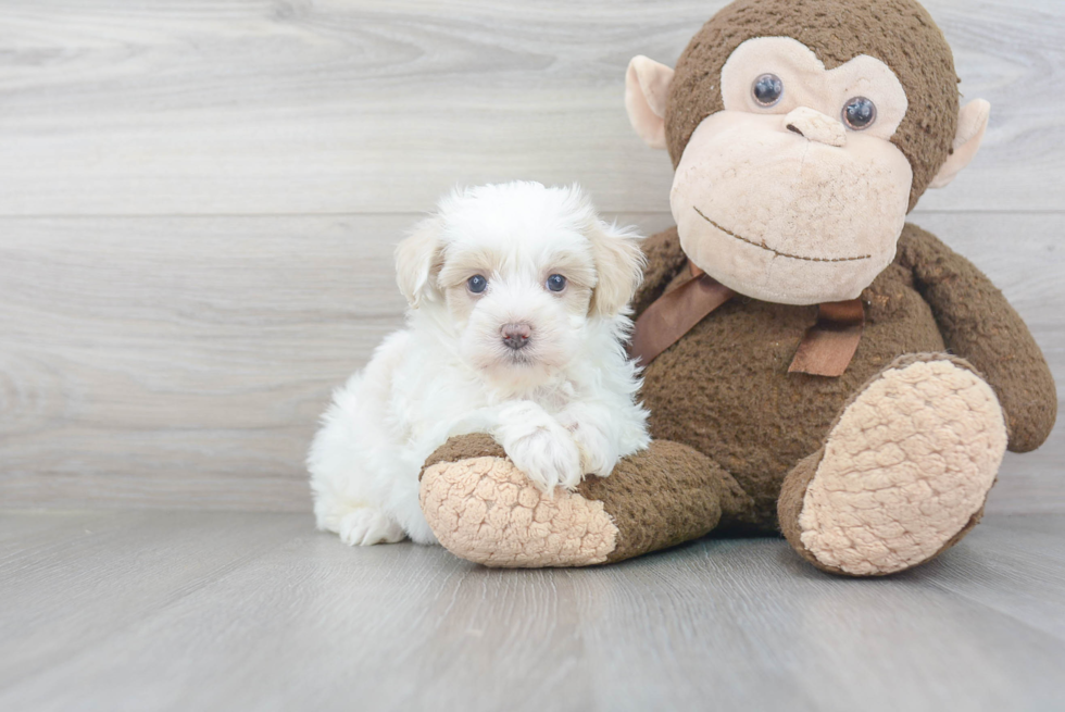 Cute Maltipoo Baby