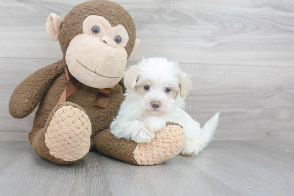 Best Maltipoo Baby