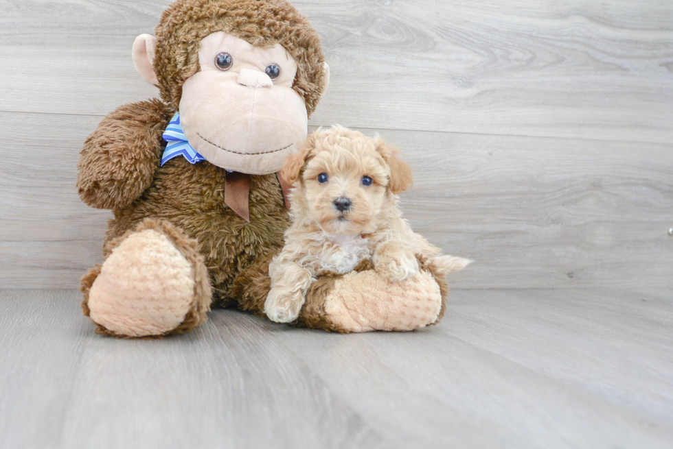 Maltipoo Pup Being Cute