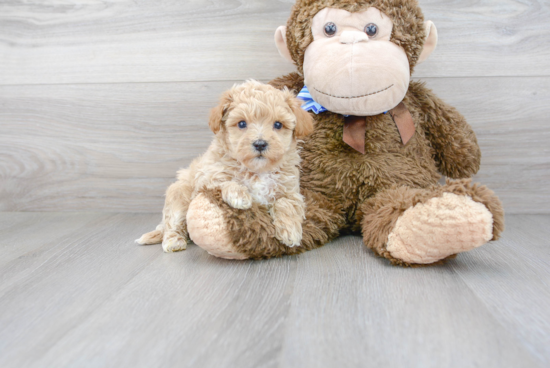 Maltipoo Pup Being Cute