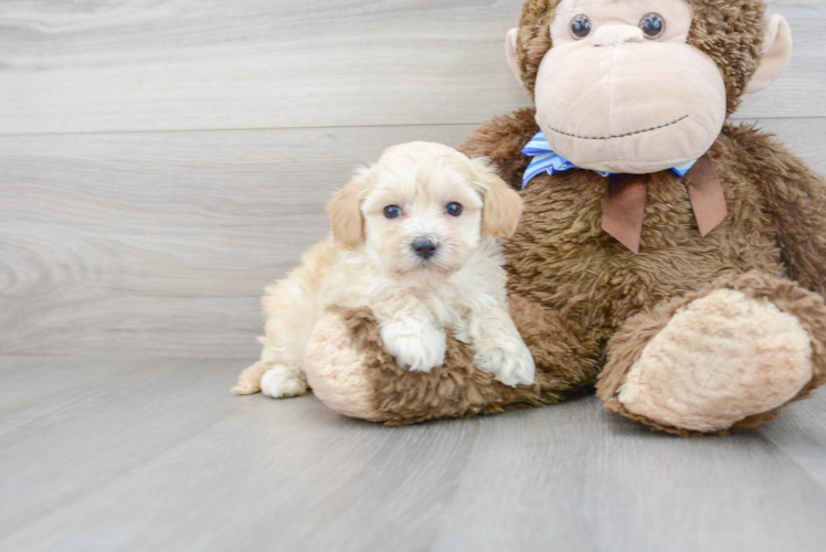 Hypoallergenic Maltepoo Poodle Mix Puppy