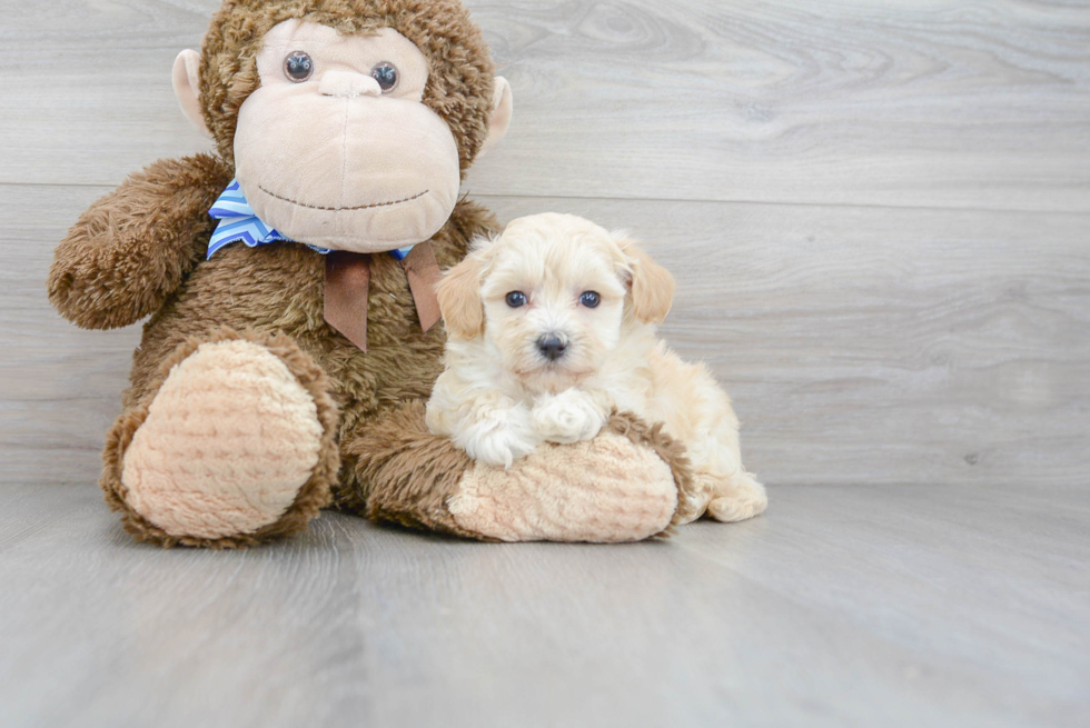 Little Maltese Poodle Poodle Mix Puppy