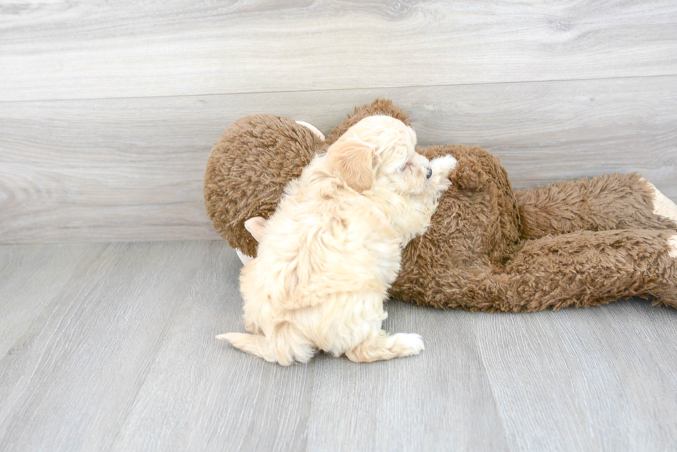 Sweet Maltipoo Baby