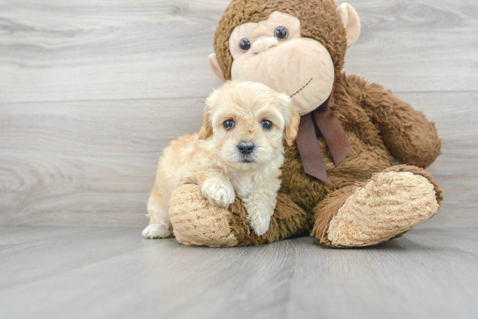 Maltipoo Puppy for Adoption