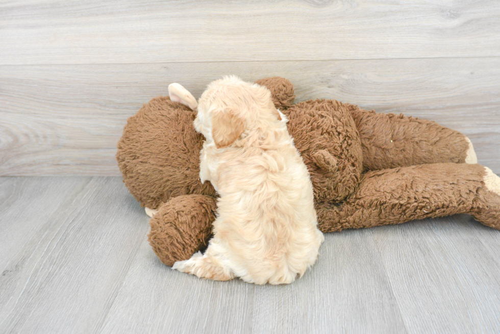 Hypoallergenic Maltepoo Poodle Mix Puppy