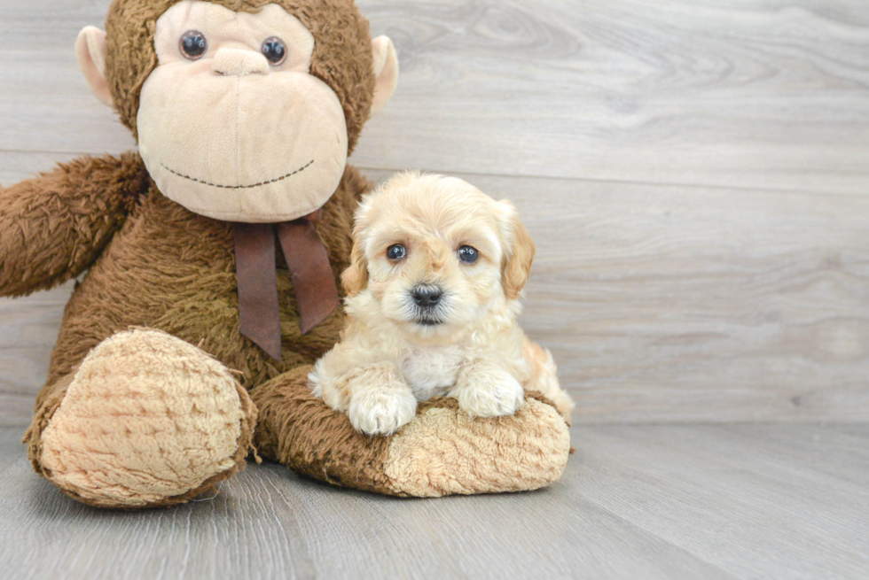 Maltipoo Pup Being Cute