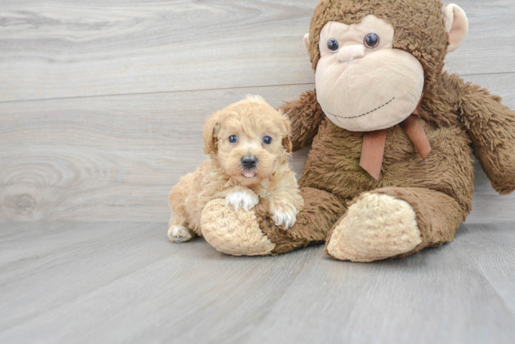 Energetic Maltese Poodle Poodle Mix Puppy